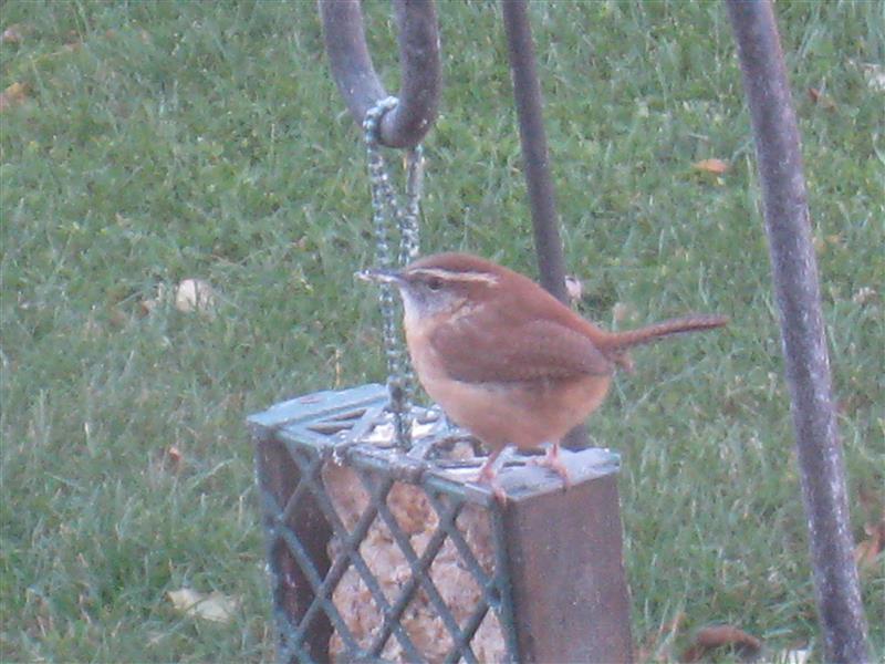  WREN, Carolina 